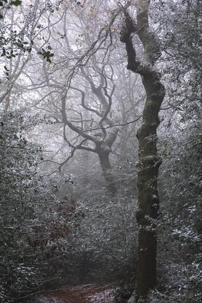 Vertical Shot Trees Snowy Sutton Park Birmingham Cold Day — Stock Photo, Image