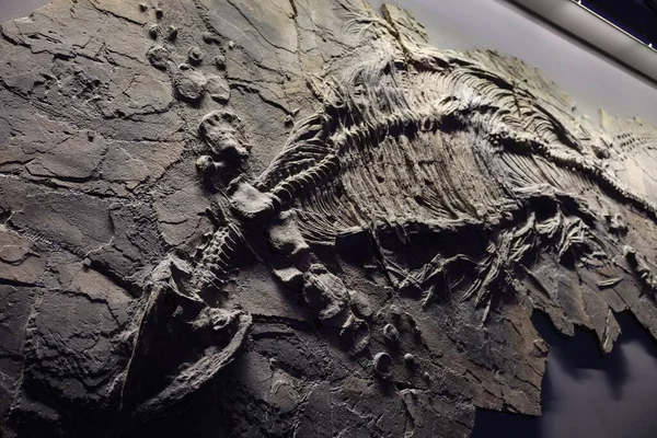 Tiro Perto Fóssil Dinossauro Num Museu — Fotografia de Stock