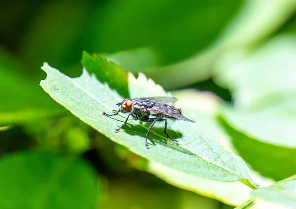 Closeup Flesh Fly Sarcophaga Carnaria Green Leaf — Stock Photo, Image