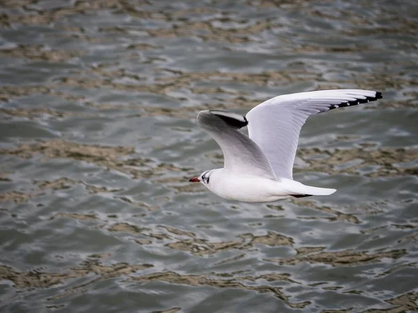 Närbild Laridae Sjöfågel Flyger Över Havet — Stockfoto