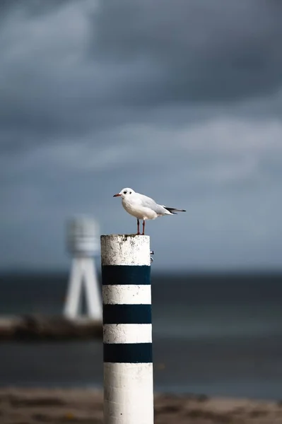 Чайка Лежить Чорно Білому Стовпі Пляжу Бельвю Данія — стокове фото