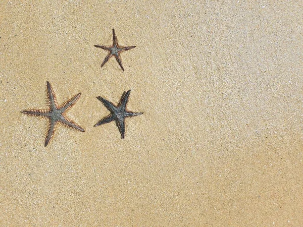 해변에서 문자를 불가사리 마리의 — 스톡 사진