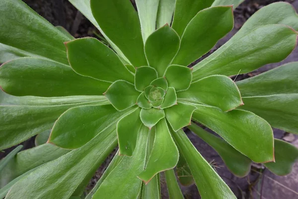 近くに新鮮な緑の多肉植物 — ストック写真