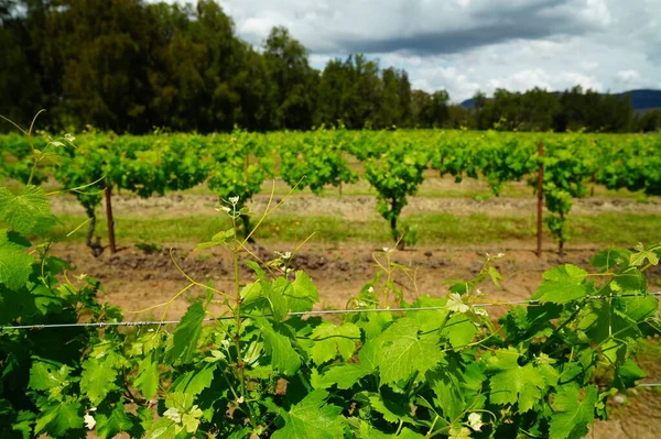 Zielona Winnica Pochmurny Dzień Uprawa Winogron — Zdjęcie stockowe