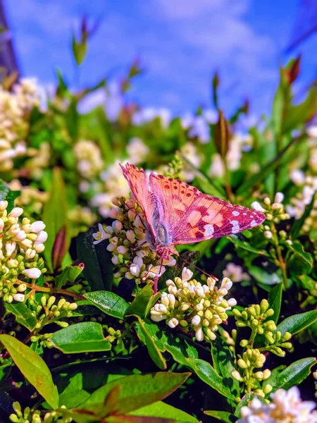 Vertical Shot Butterfly Flower Field — Stock Photo, Image