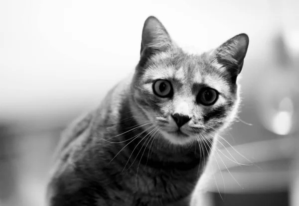背景がぼやけているので 自宅で休んでいるかわいいアメリカのショートヘアの猫のグレースケール — ストック写真