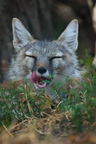一只灰狐伸出舌头躺在地上打呵欠的垂直镜头 — 图库照片