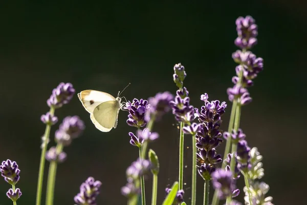 Egy Közönséges Fehér Pillangó Levendulán Napfény Alatt Homályos Háttérrel — Stock Fotó