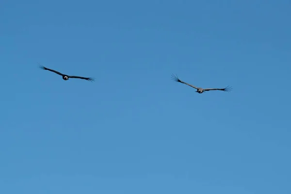 Dois Condores Andinos Com Asas Abertas Voando Céu Azul Olhando — Fotografia de Stock
