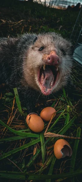 Colpo Verticale Opossum Con Bocca Spalancata Davanti Alle Uova Rotte — Foto Stock