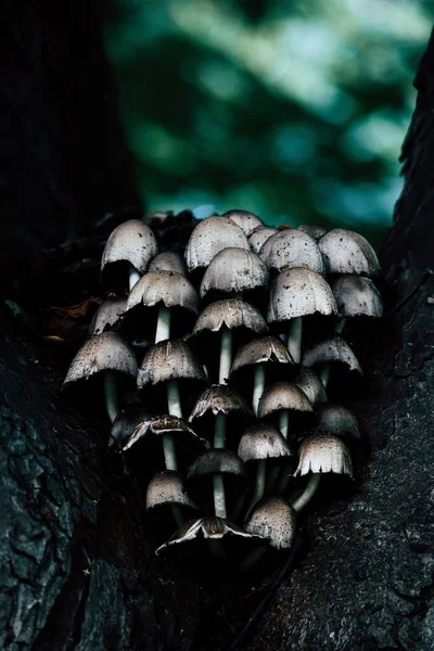 Ένα Κάθετο Κοντινό Πλάνο Των Μελανιών Μανιταριών Καπάκι Στο Δάσος — Φωτογραφία Αρχείου