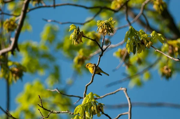 Closeup Yellow Warbler Setophaga Petechia Perched Tree Branch — Stock Photo, Image