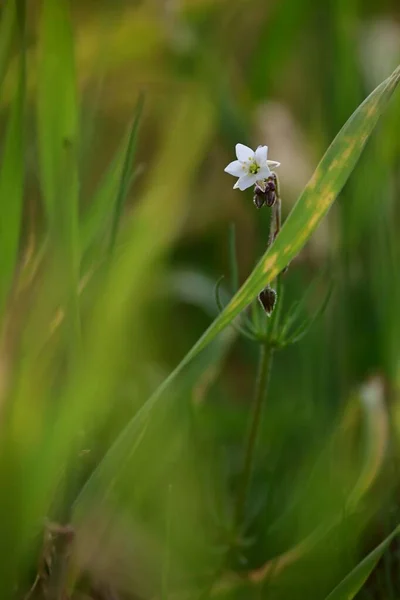 草原の白い花のクローズアップショット — ストック写真