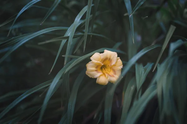Primer Plano Hermosos Daylilies Amarillos Creciendo Entre Otras Plantas —  Fotos de Stock