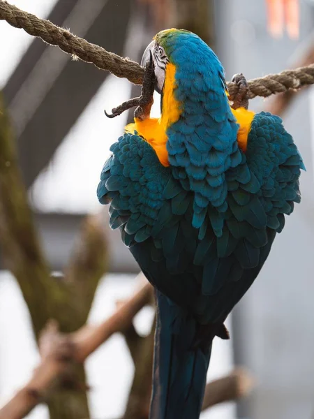 Vertical Shot Beautiful Colorful Parrot — Stock Photo, Image