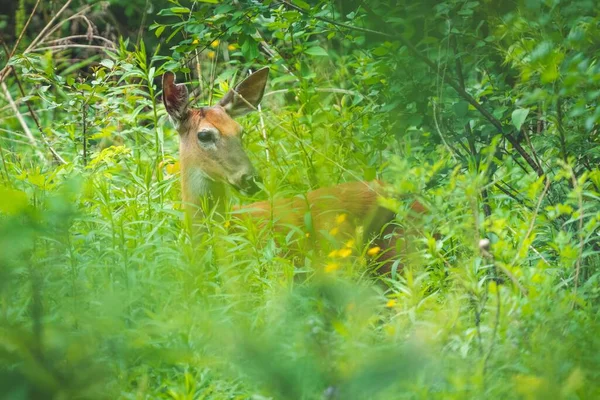森の中の背の高い緑の植物をさまよっている愛らしい若い白い尾の鹿 — ストック写真