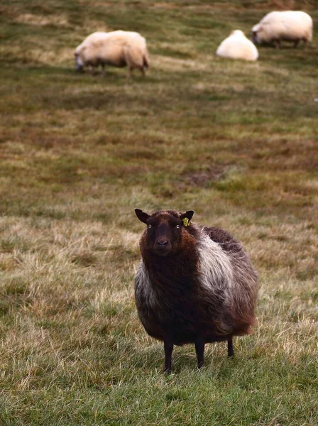 Egy Barna Bárány Áll Zöld Mezőn — Stock Fotó