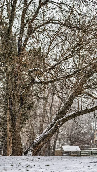 Вертикальный Снимок Красивого Снежного Парка Холодный Зимний День — стоковое фото