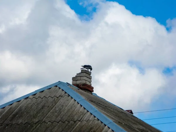 Ένα Πουλί Σκαρφαλωμένο Στην Οροφή Ενός Σπιτιού — Φωτογραφία Αρχείου