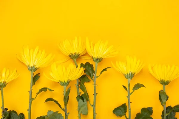 Die Schönen Gänseblümchen Vor Gelbem Hintergrund — Stockfoto