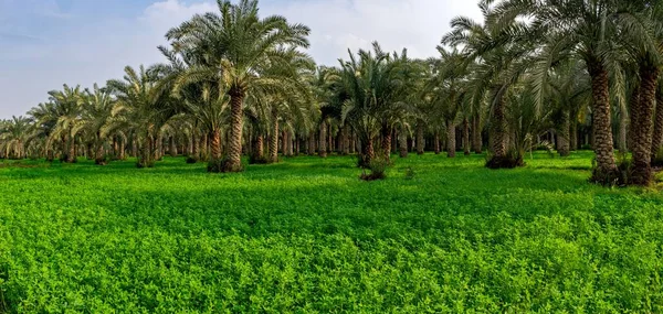 Die Palmen Einer Grünen Landschaft — Stockfoto