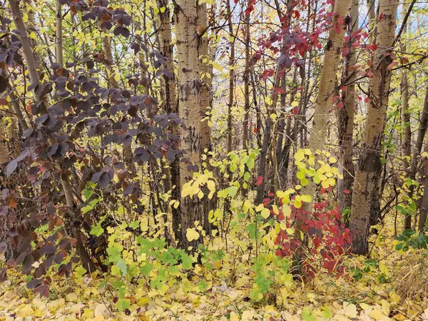 Gli Arbusti Colorati Nella Foresta Autunno — Foto Stock