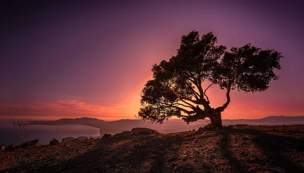 Uma Bela Árvore Solitária Contra Vívido Céu Pôr Sol — Fotografia de Stock