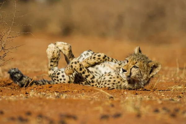 Serengeti Ulusal Parkı Düzlüklerinde Çita — Stok fotoğraf