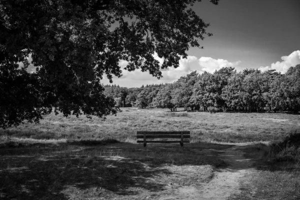 Een Grijsaard Van Walkers Heath Park Uitzicht Een Zonnige Dag — Stockfoto