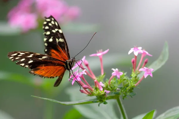 Papillon Tithorea Néotropical Perché Sur Une Fleur Rose Dans Jardin — Photo