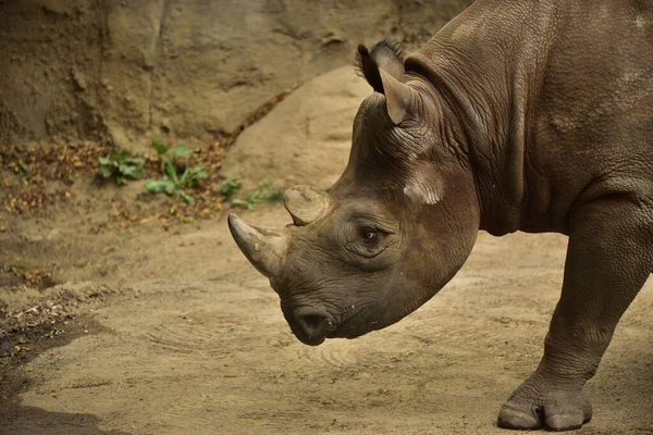 Rinoceronte Nero Orientale Natura — Foto Stock