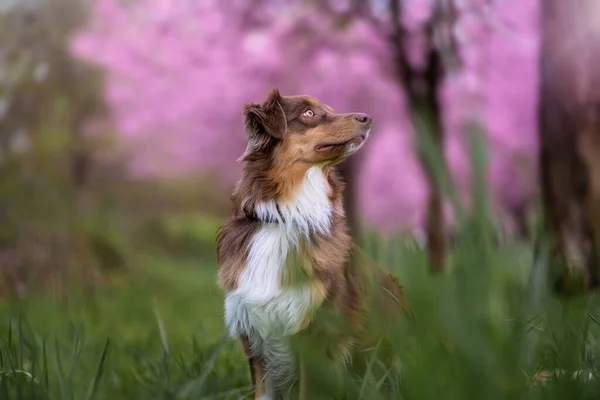 ピンクの花の周りにオーストラリアの羊飼いの選択的な焦点 — ストック写真
