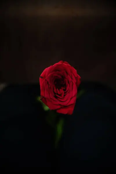 Крупный План Красной Розы Размытом Фоне — стоковое фото