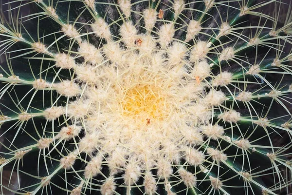 Een Close Van Details Van Een Cactus — Stockfoto