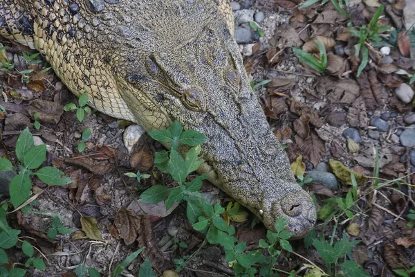 Κοντινό Πλάνο Του Κροκόδειλου Crocodylidae Ξαπλωμένο Στο Έδαφος Φύλλα Και — Φωτογραφία Αρχείου