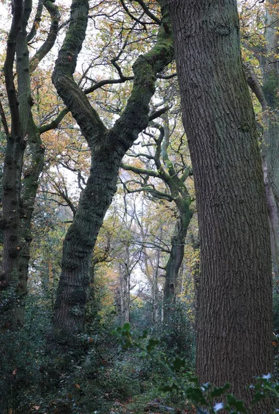 Вершина Густого Зеленого Лісу Парку Саттон Бірмінгем Велика Британія — стокове фото