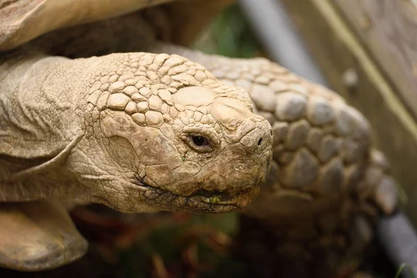 Eine Nahaufnahme Einer Beigen Schildkröte — Stockfoto