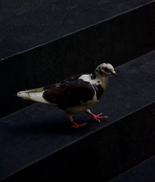 一只野生鸽子栖息在黑色楼梯上的垂直特写 — 图库照片
