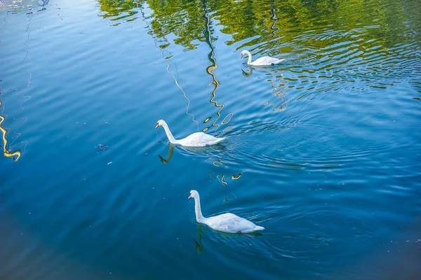 三只漂亮的天鹅在池塘里游泳 — 图库照片