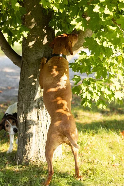 Вертикальный Снимок Венгерской Собаки Выжлы Прислонившейся Дереву Другой Собаки Деревом — стоковое фото