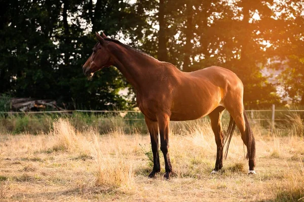 Nahaufnahme Eines Braunen Pferdes Auf Einem Feld Bei Sonnenuntergang — Stockfoto