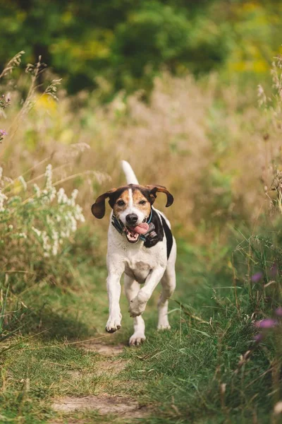 Een Verticaal Schot Van Beagle Hond Rennend Een Landelijk Veld — Stockfoto