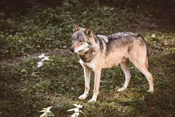 在阳光灿烂 背景模糊的日子里 一只美丽的欧亚狼在森林里的特写 — 图库照片