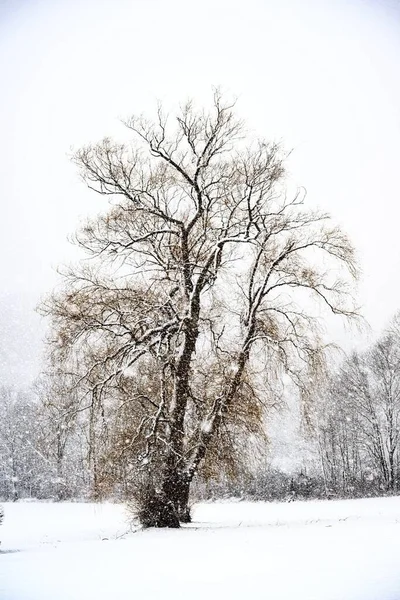 Una Hermosa Vista Gran Árbol Parque Cubierto Nieve Frío Día —  Fotos de Stock