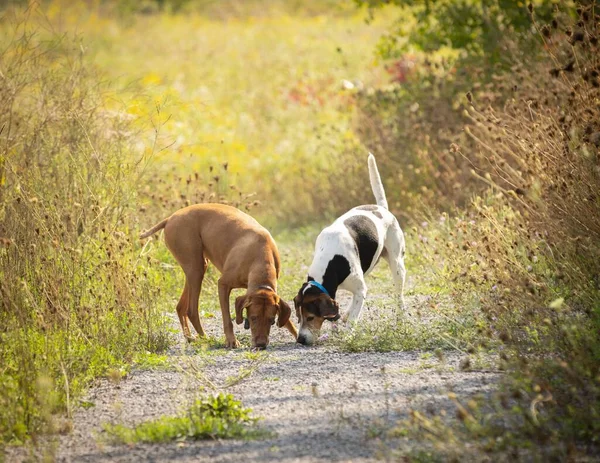 Egy Gyönyörű Kép Két Kutyáról Amint Földet Szagolják Élelmet Keresve — Stock Fotó