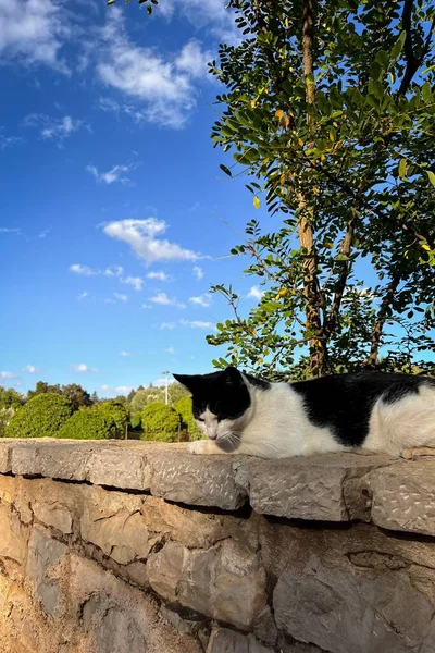 Kočka Bez Domova Ulicích Ifran — Stock fotografie