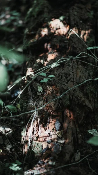 古い木の幹の閉鎖 — ストック写真