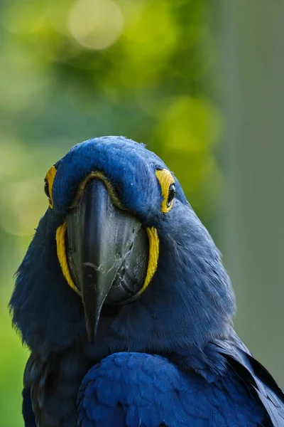 在模糊的背景下 一张蓝色Hyacinth Macaw鹦鹉的垂直特写照片 — 图库照片