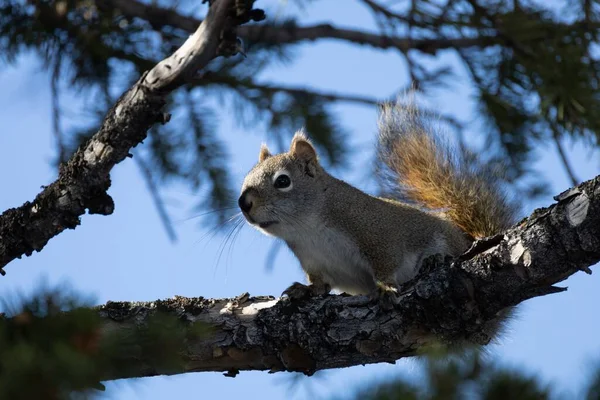 Uma Visão Perto Esquilo Vermelho Galho Árvore Antes Céu Azul — Fotografia de Stock