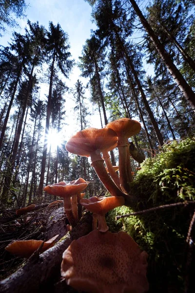 Stock image A vertical closeup shot of wild fungi growing on a sunny forest floor